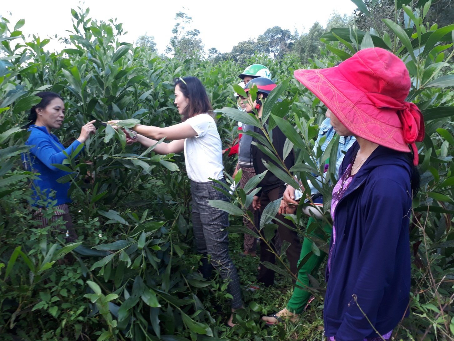 Cơ quan Nông nghiệp Phần Lan về phát triển Lương thực và Lâm nghiệp (FFD) hỗ trợ tỉnh thực hiện Dự án Hướng tới phục hồi nền lâm nghiệp quy mô nhỏ ở Việt Nam