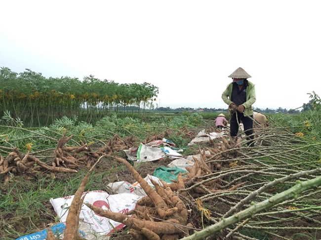 Quang Ngai sets a cassava export target of 150-180 million USD